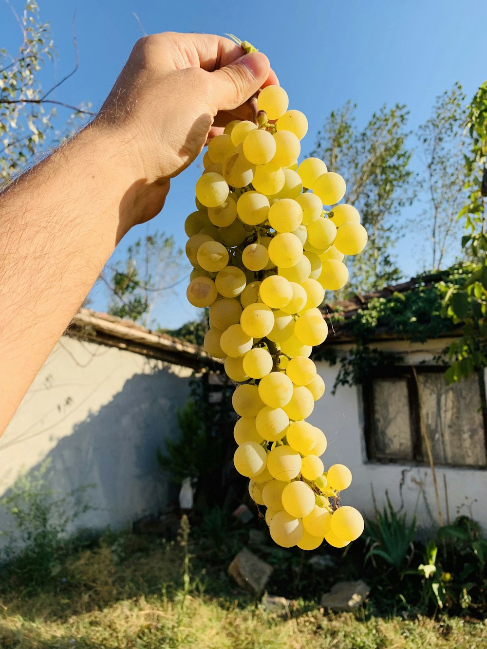 person holding yellow round fruits during daytime