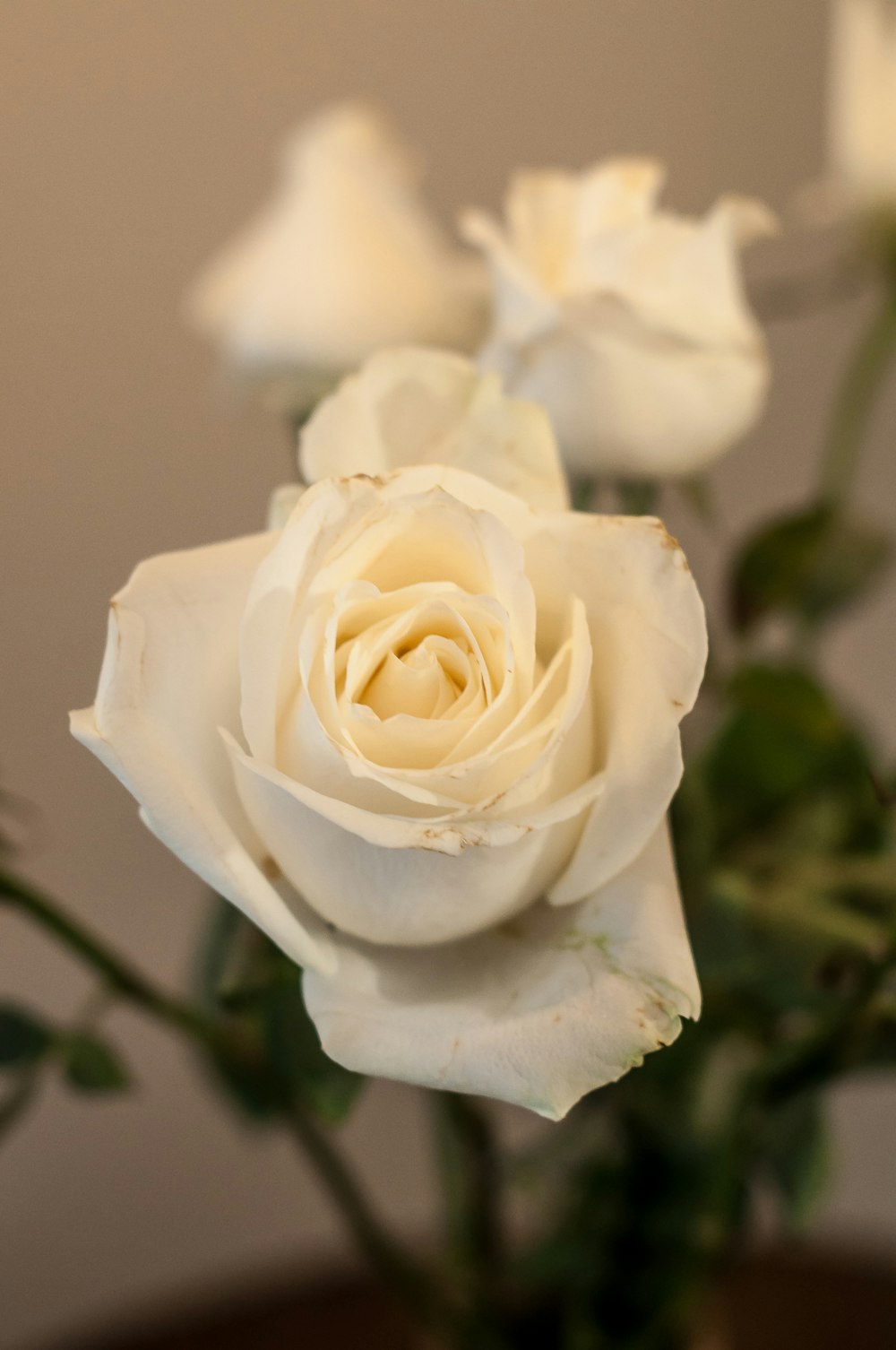 white rose in bloom during daytime