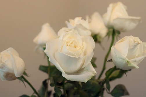 Elegant bouquet of soft beige roses with subtle gold accents against a minimalist white background