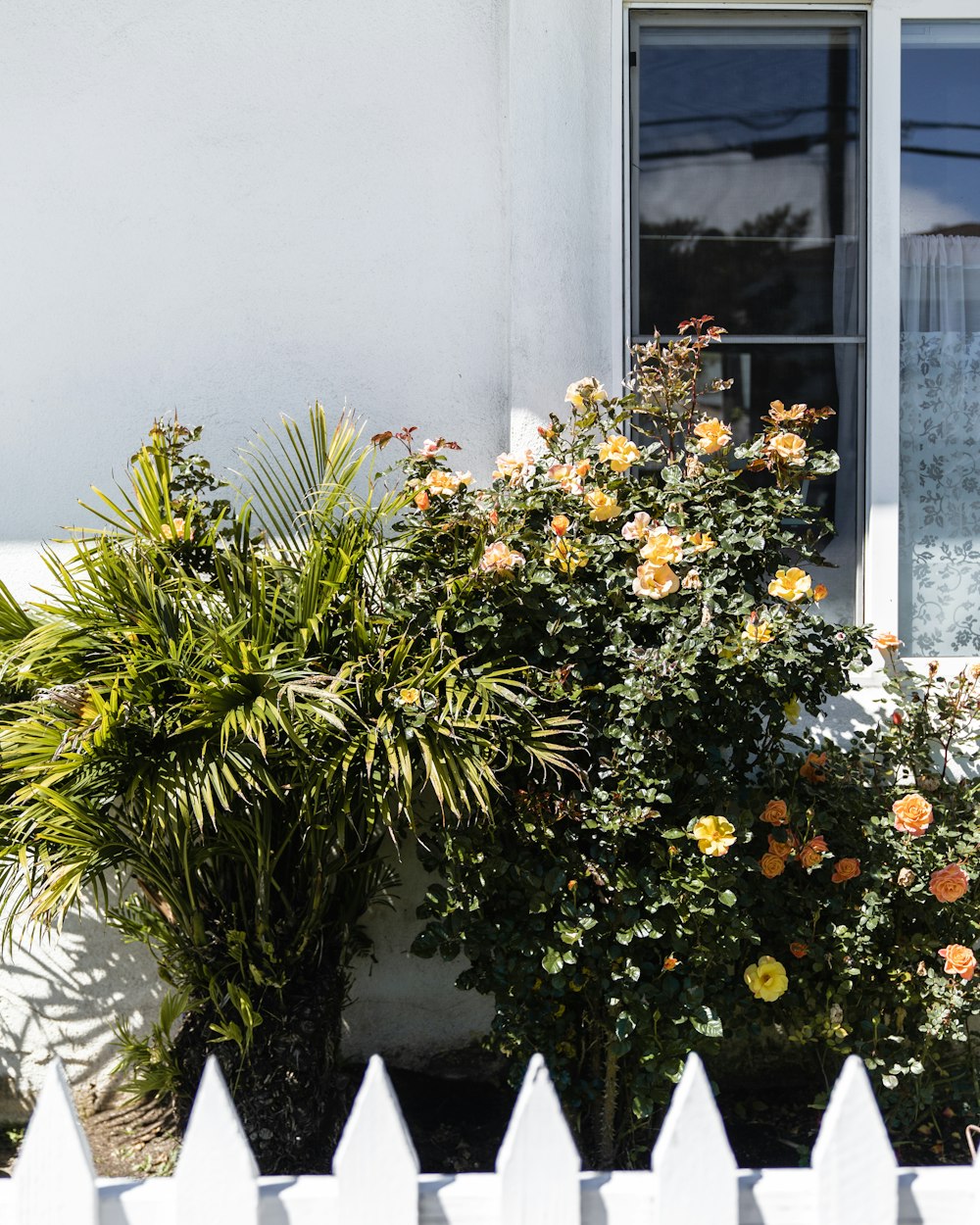 yellow and white flowers beside white wall