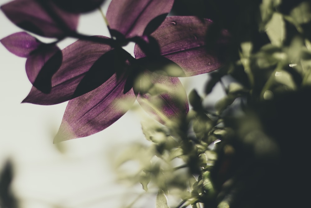 red and white flower in close up photography