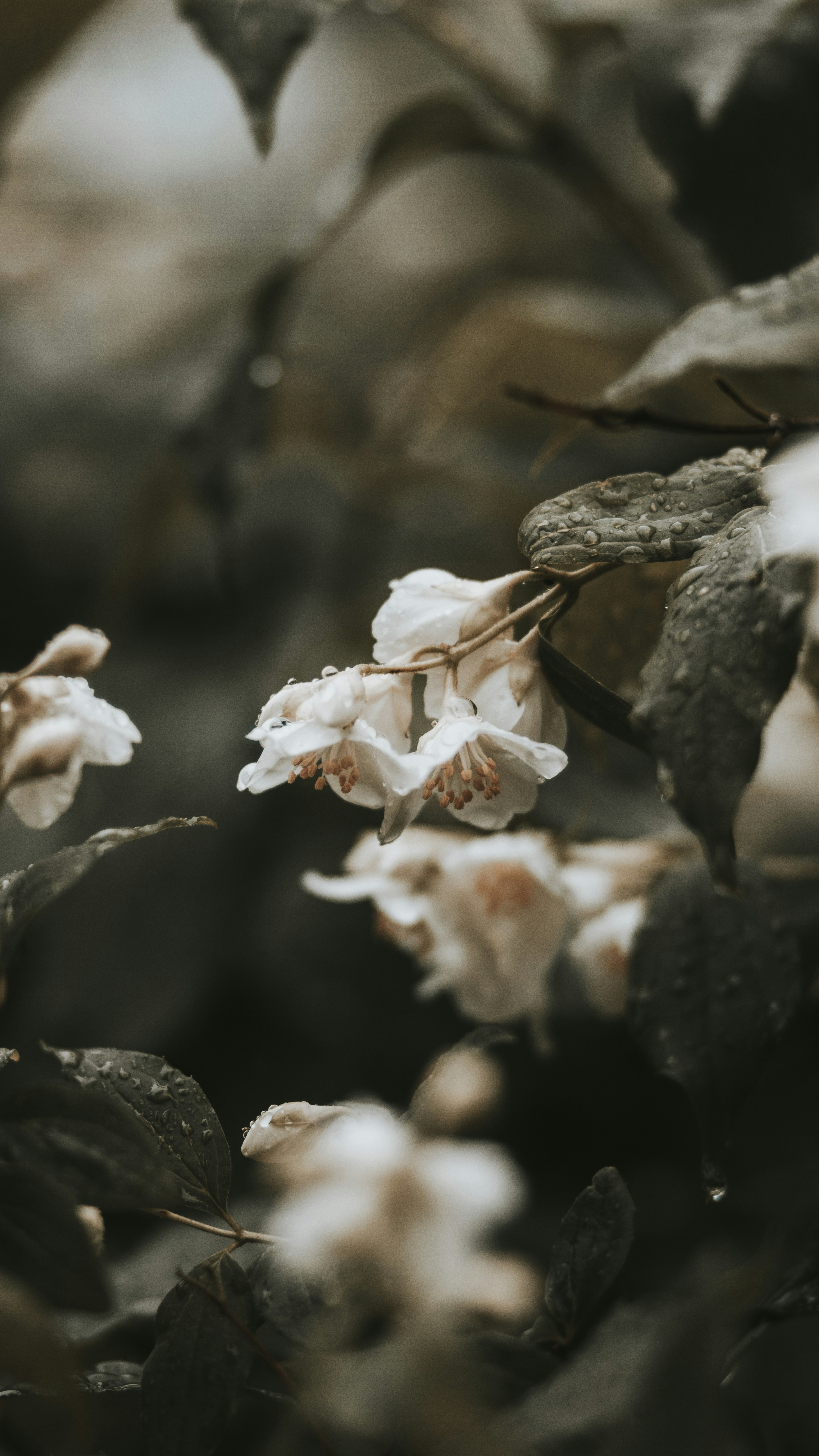Photo by nuacho