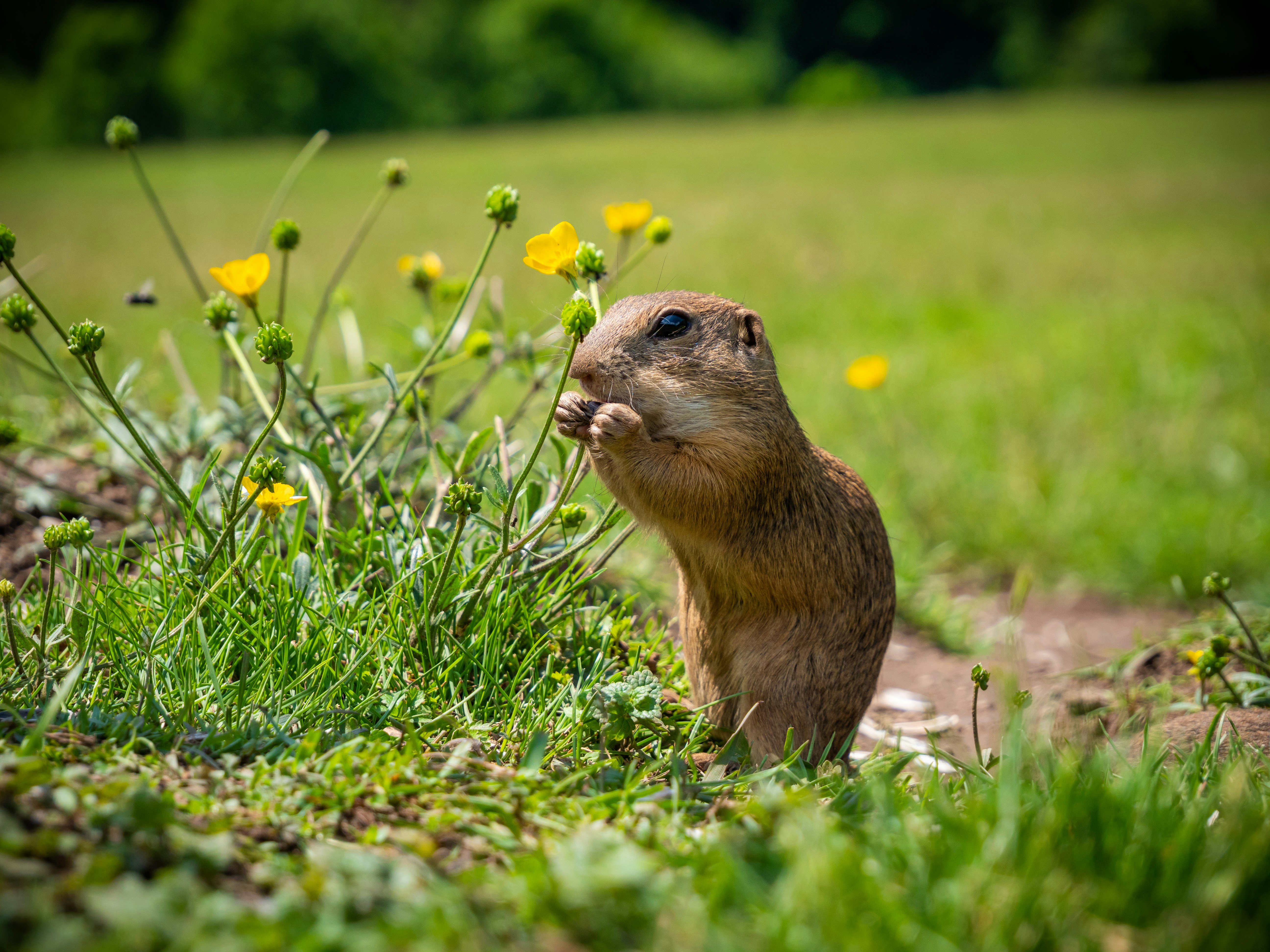 brown rodent on green grass during daytime