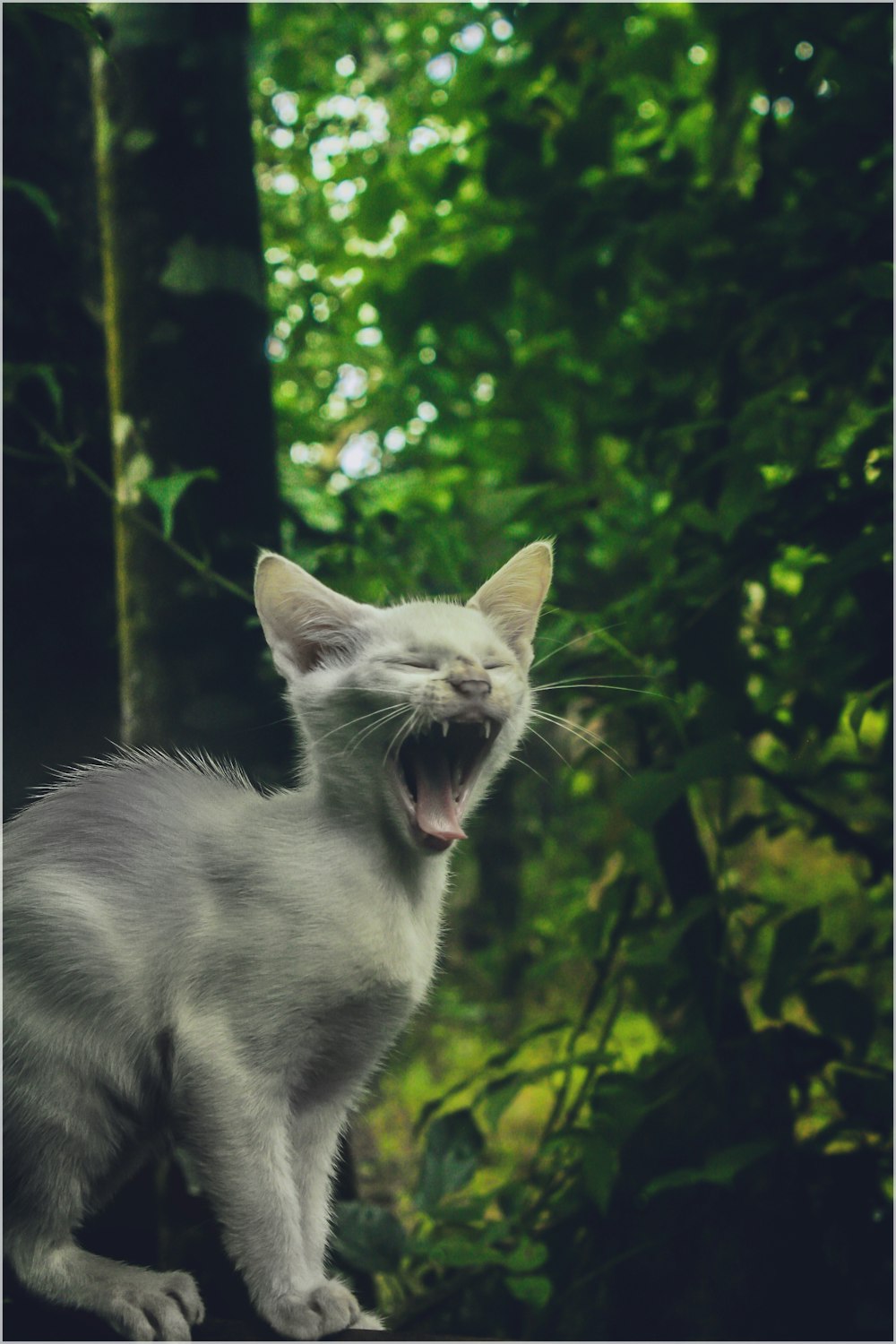 white and gray cat standing on tree branch