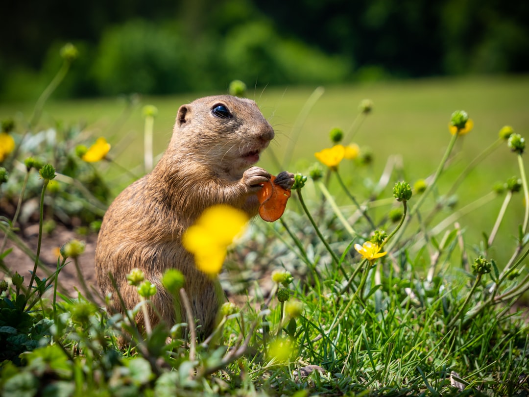 travelers stories about Wildlife in MurÃ¡Åˆ, Slovakia