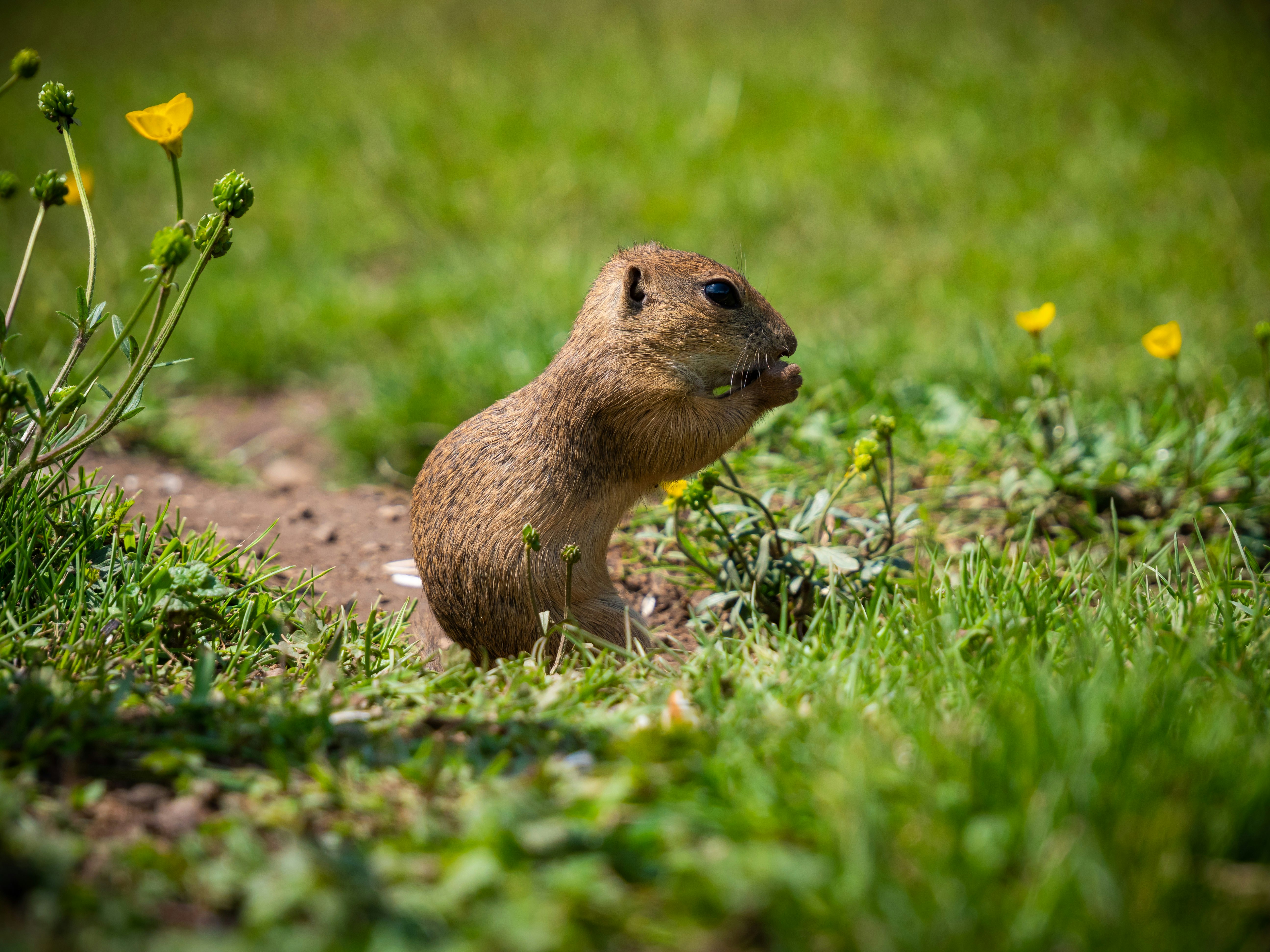 brown rodent on green grass during daytime