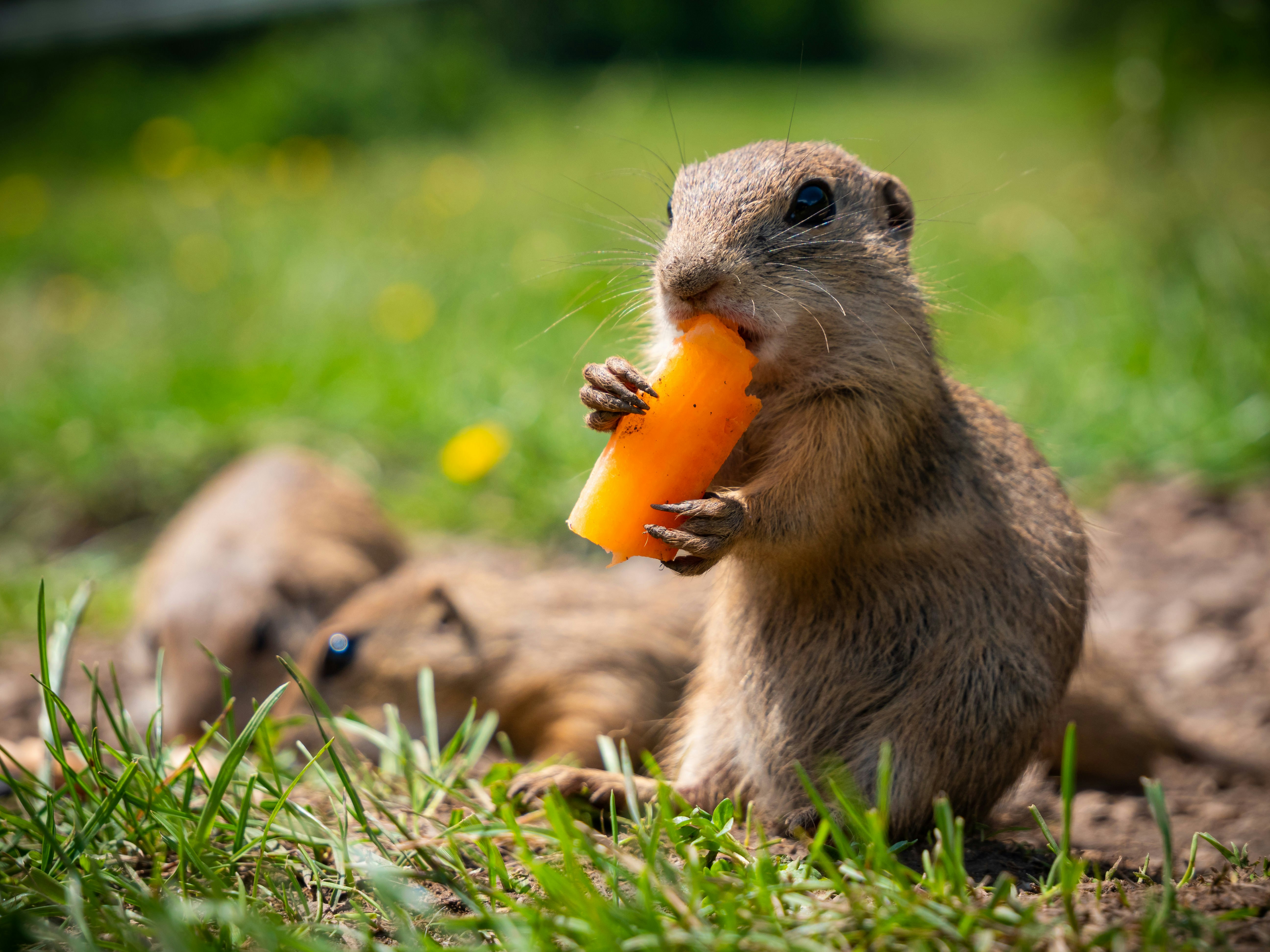 brown squirrel eating yellow fruit