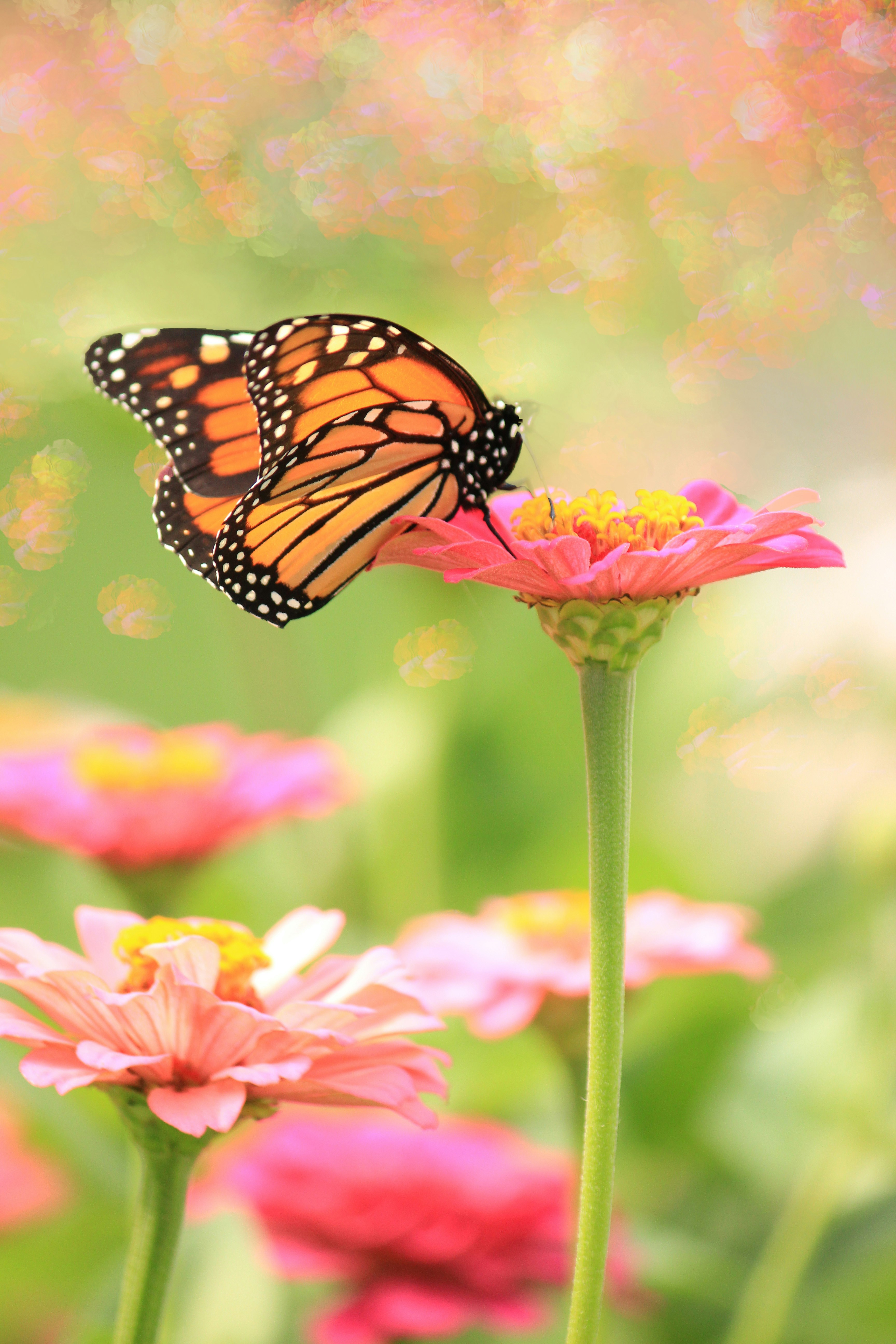 monarch in my backyard