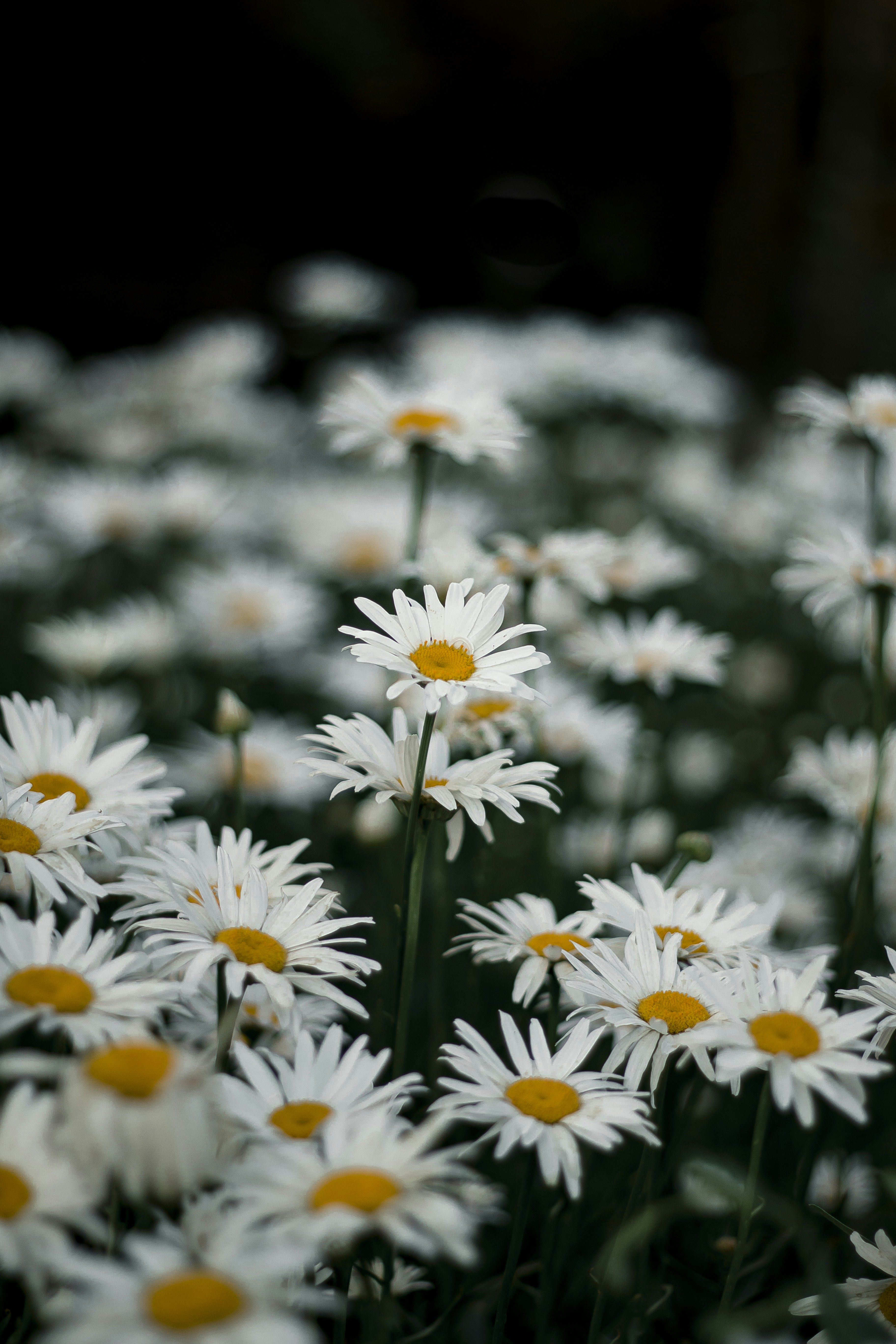 Photo by idinebrahimi