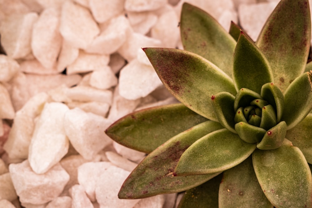 green succulent plant on white and brown stones