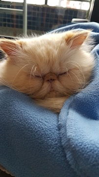 A fluffy, cream-colored Persian cat is sleeping comfortably wrapped in a soft blue blanket. The cat's eyes are closed, suggesting a peaceful slumber, and its whiskers are prominently displayed. The background shows parts of a room with a window, providing a tranquil setting.