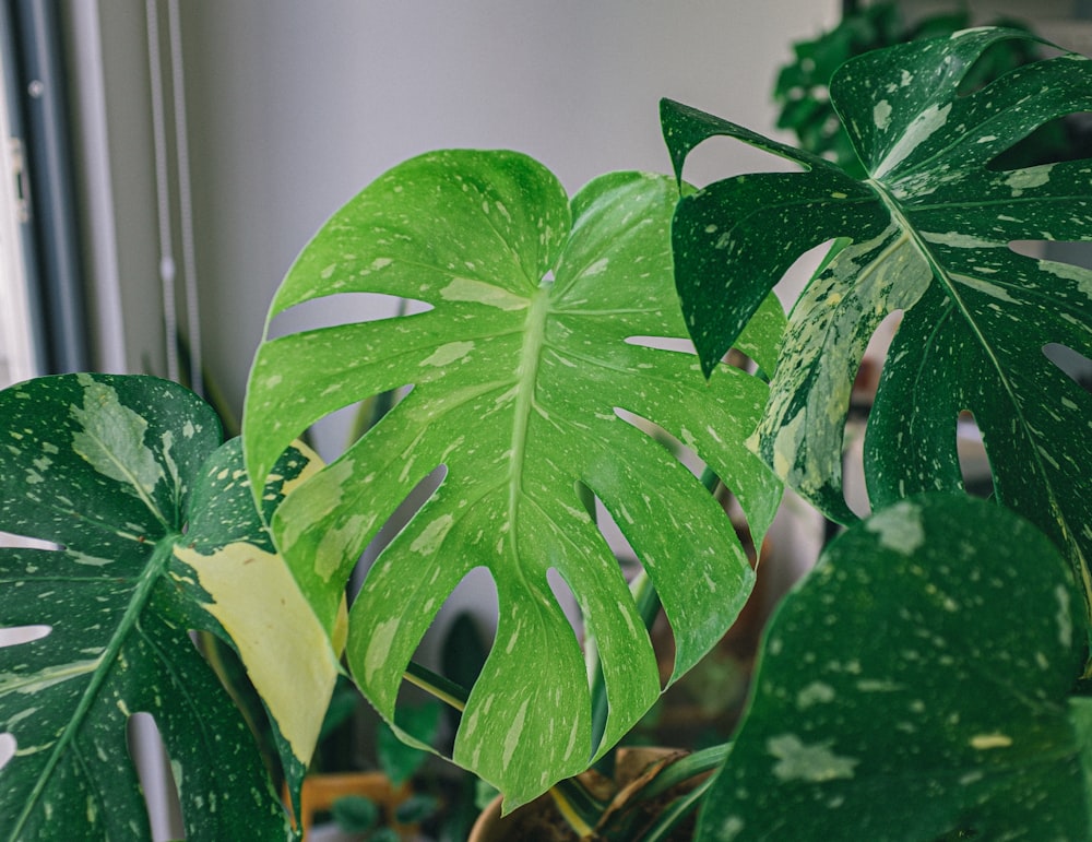 green leaf plant in close up photography