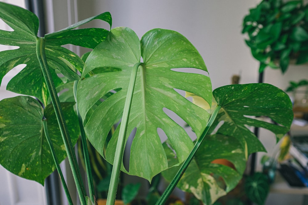 green leaf plant in close up photography