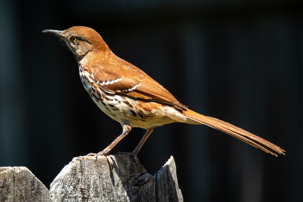 brown and white bird on brown wooden fence