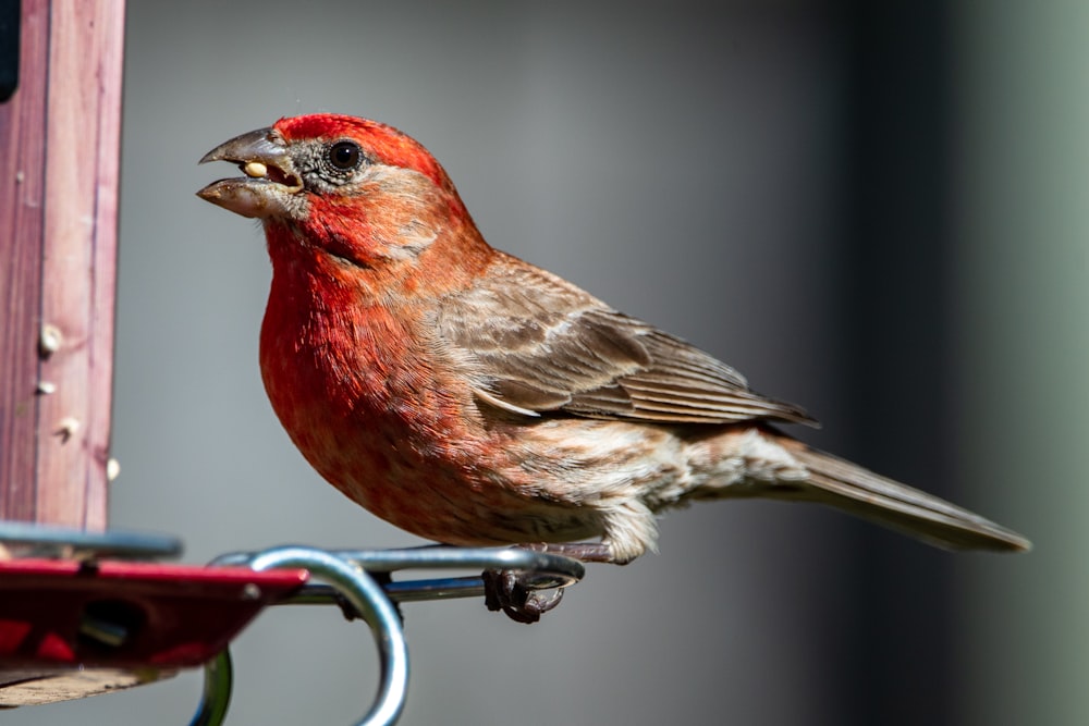 red and brown bird on red metal bar