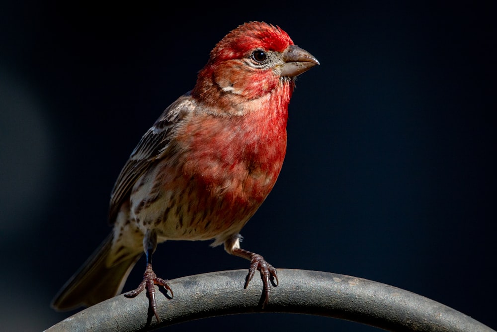 red and brown bird on black tree branch