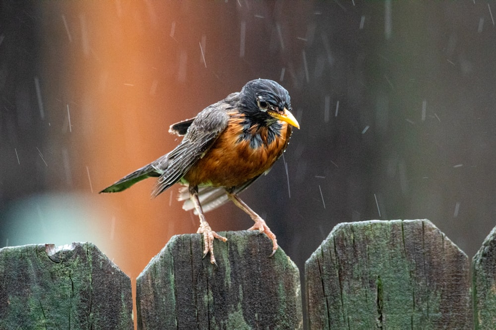 schwarzer und brauner Vogel auf Holzzaun