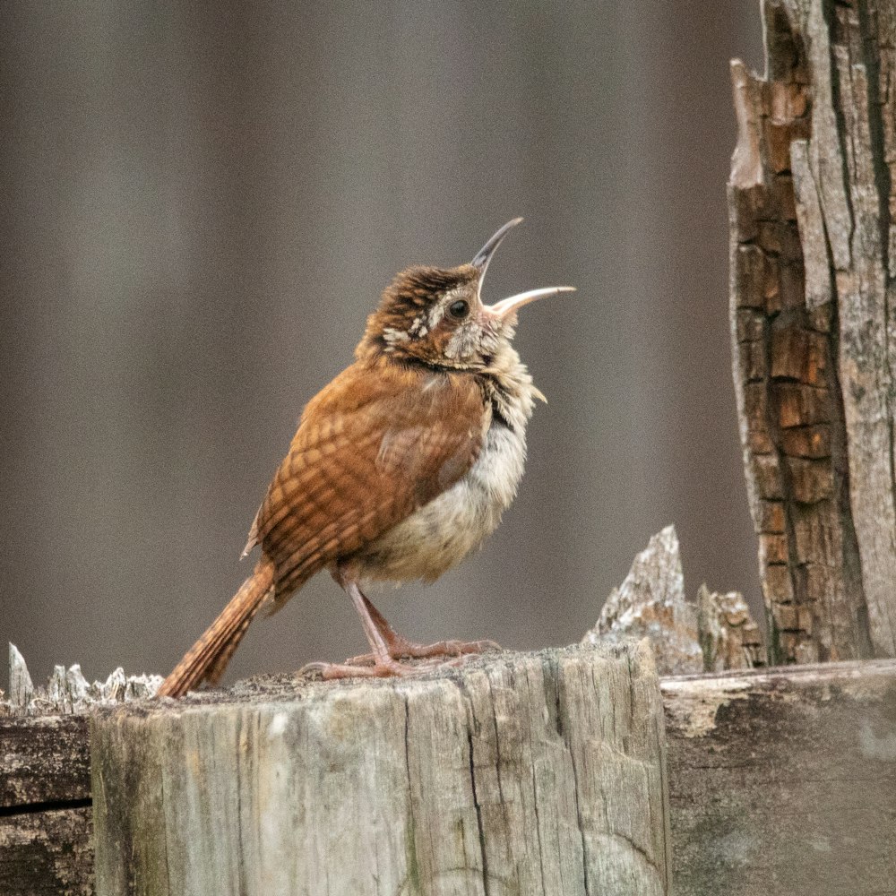 brown and white bird on brown wooden fence