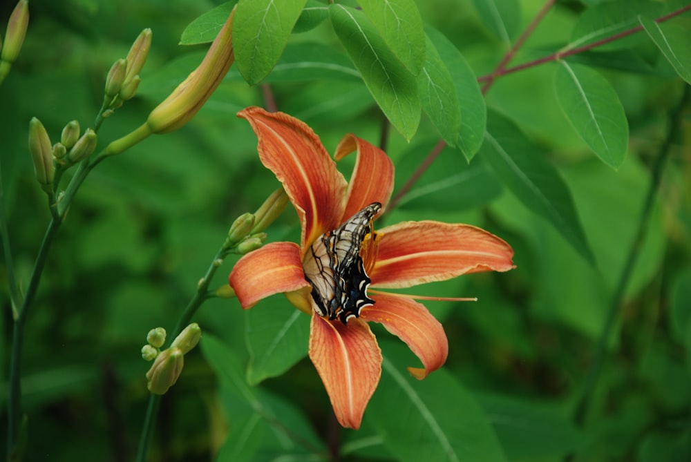 a close up of a flower with leaves in the background