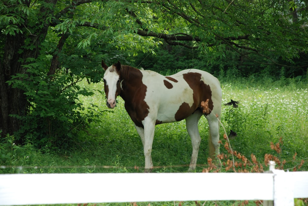 cavalo marrom e branco comendo grama