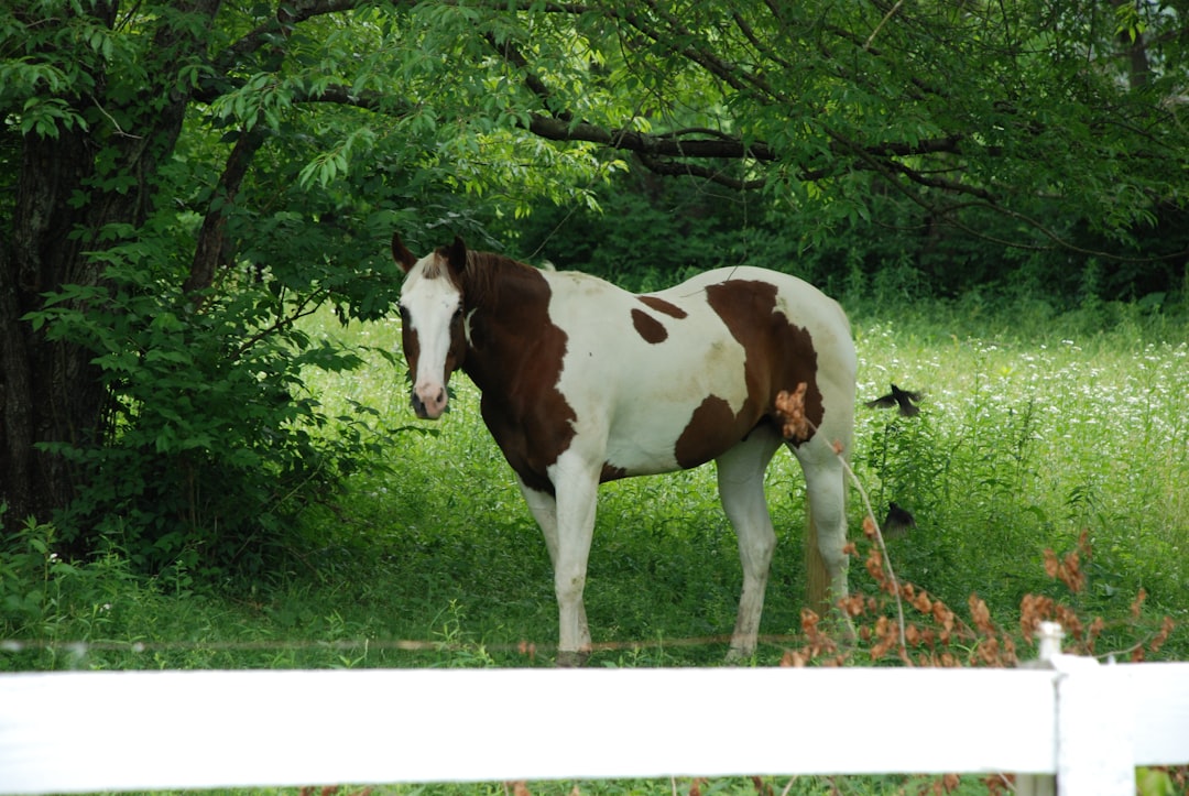 brown and white horse eating grass