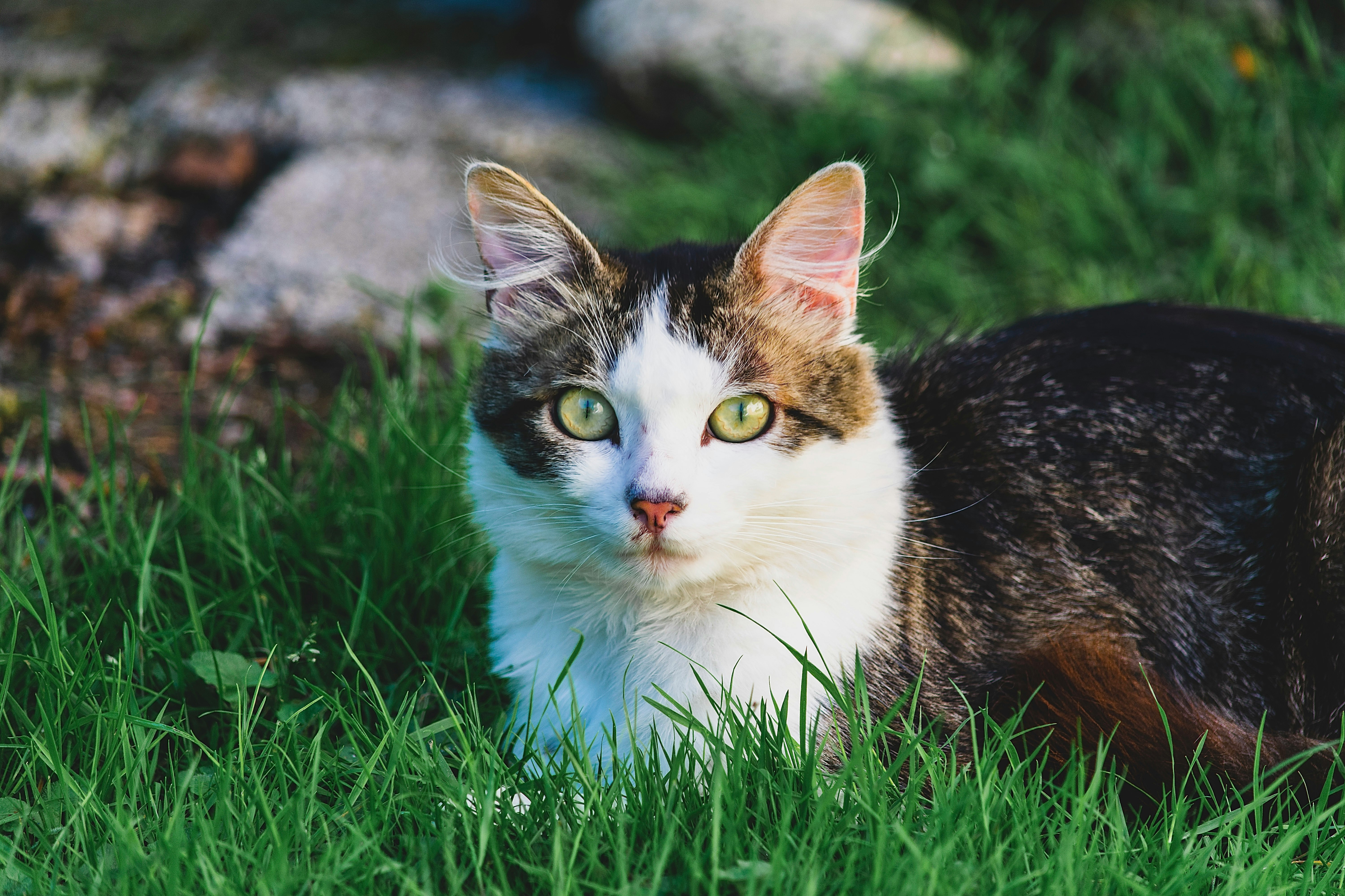 white and black cat on green grass during daytime