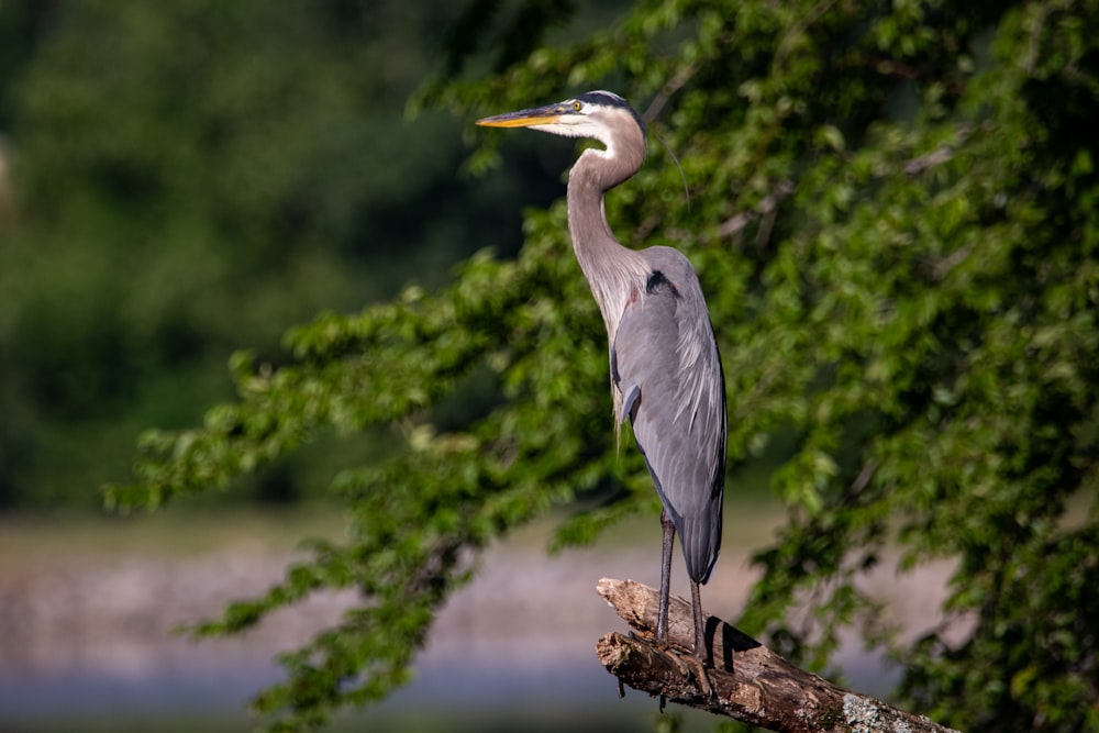 gray bird on brown tree branch during daytime