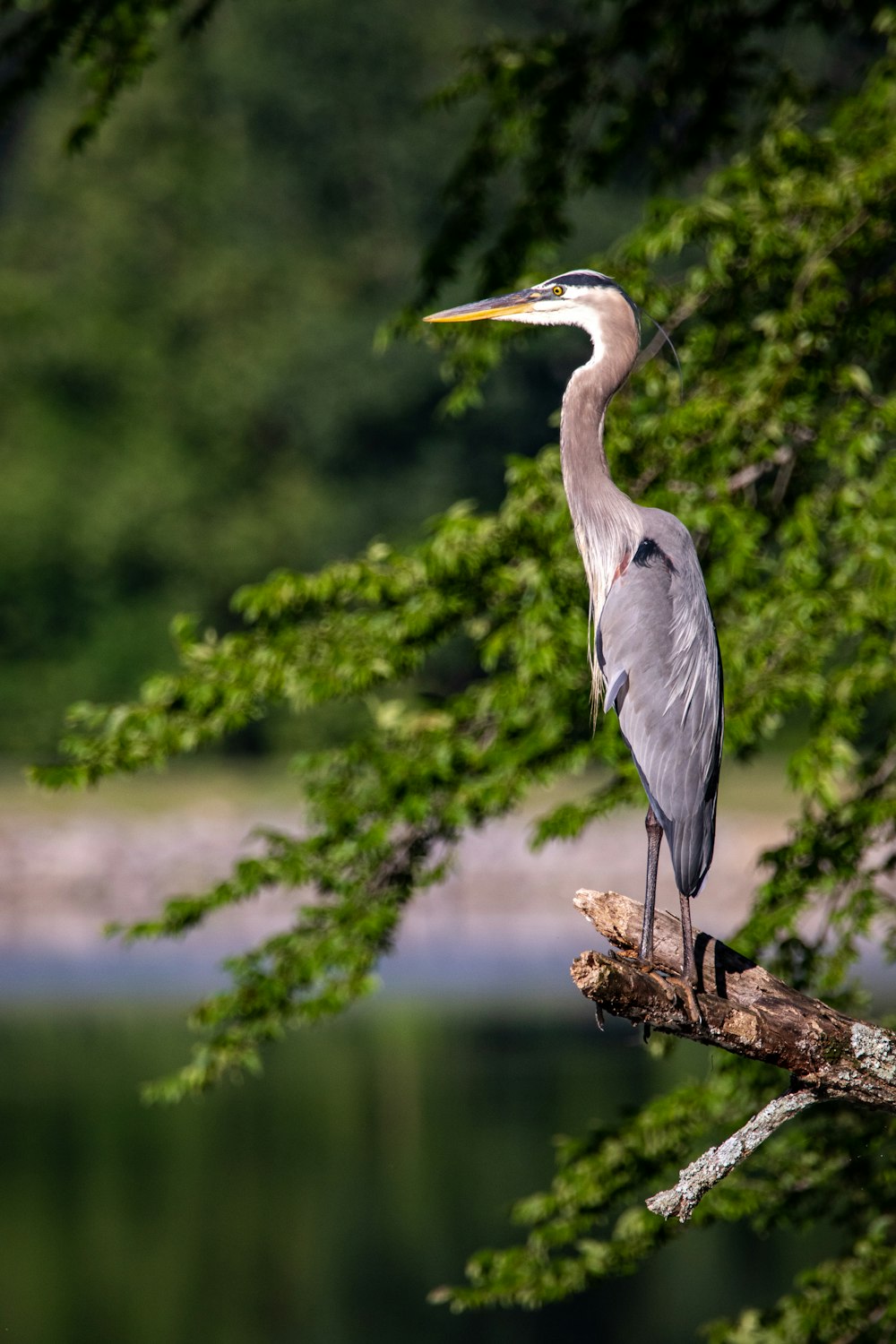 gray bird on brown tree branch during daytime