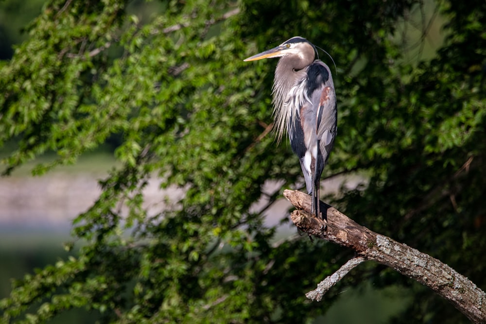grey heron perched on brown tree branch during daytime