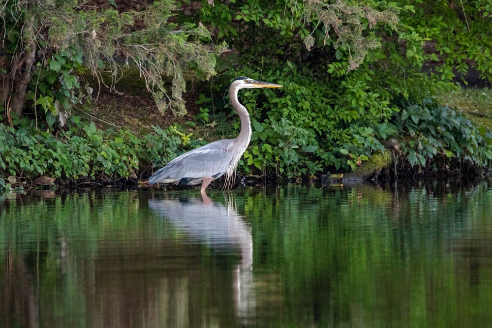 grey heron on lake during daytime