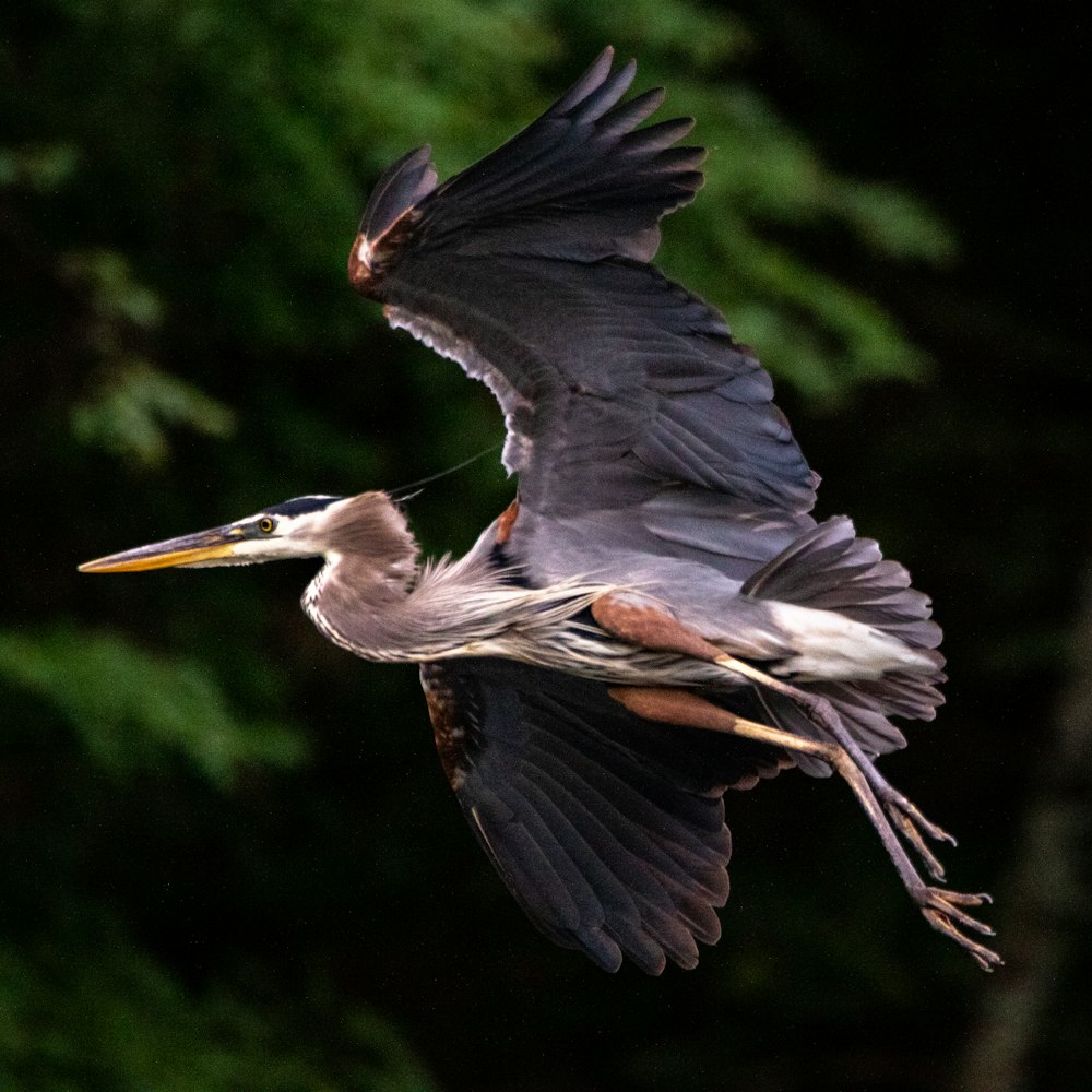grey heron flying during daytime