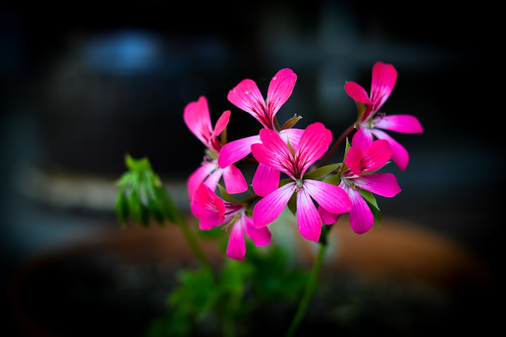 purple flower in tilt shift lens