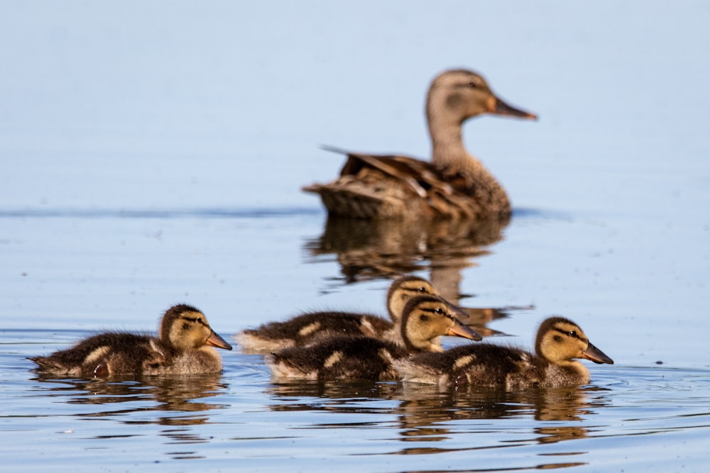 brown duck on water during daytime