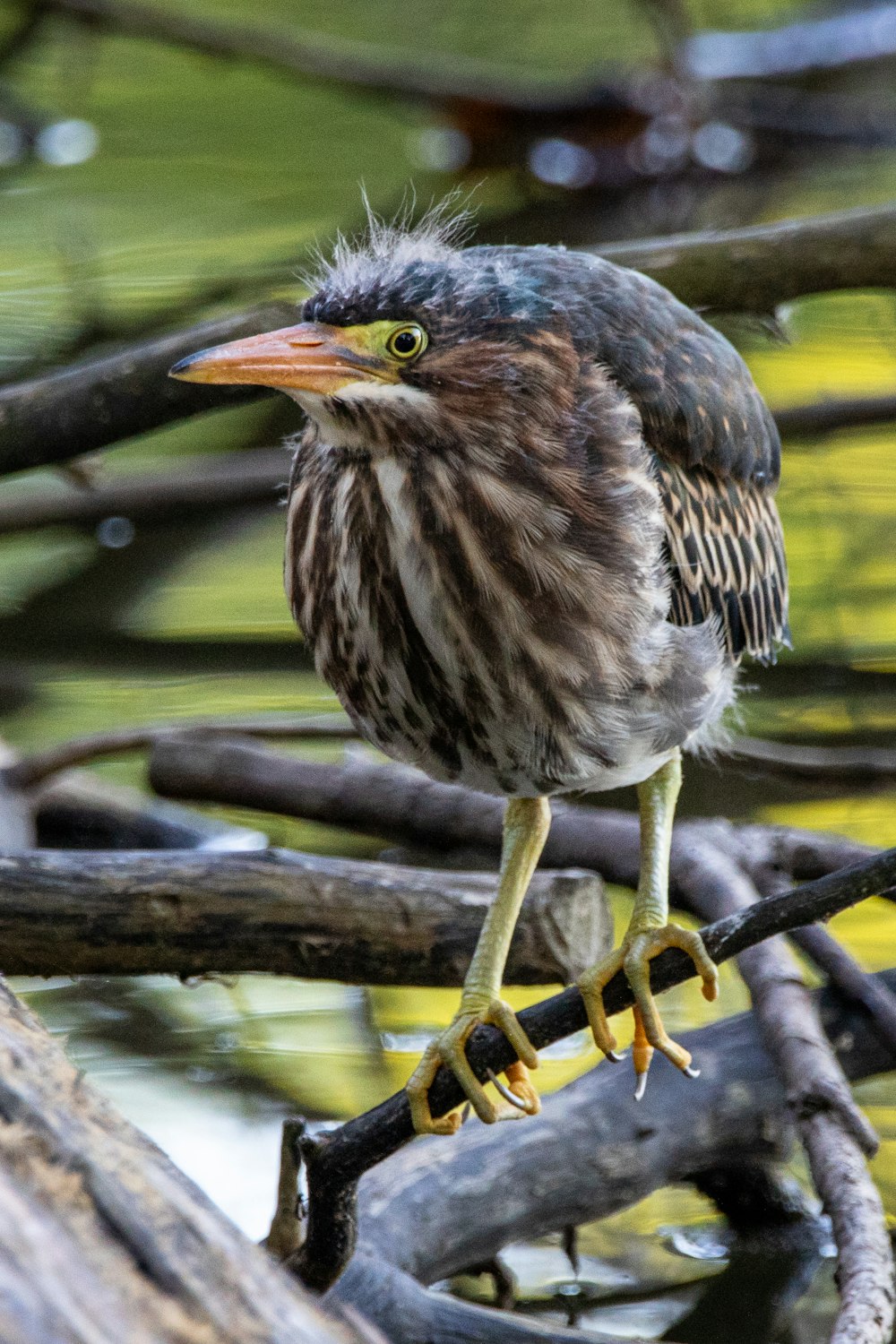 brown and black bird on tree branch