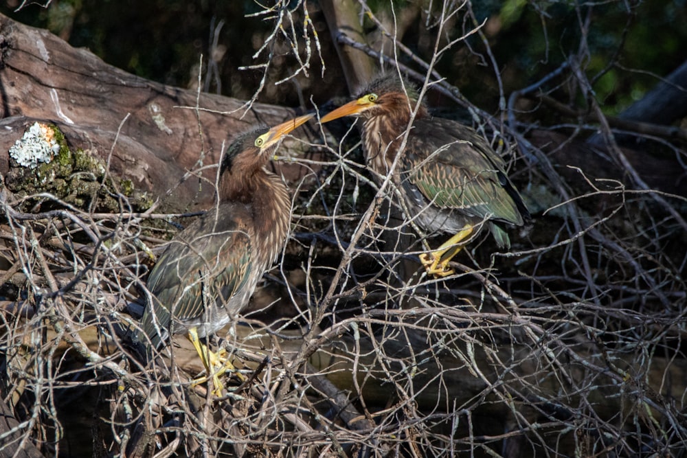 brown and black bird on tree branch during daytime