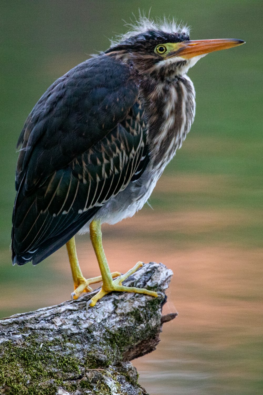 black and brown bird on gray rock