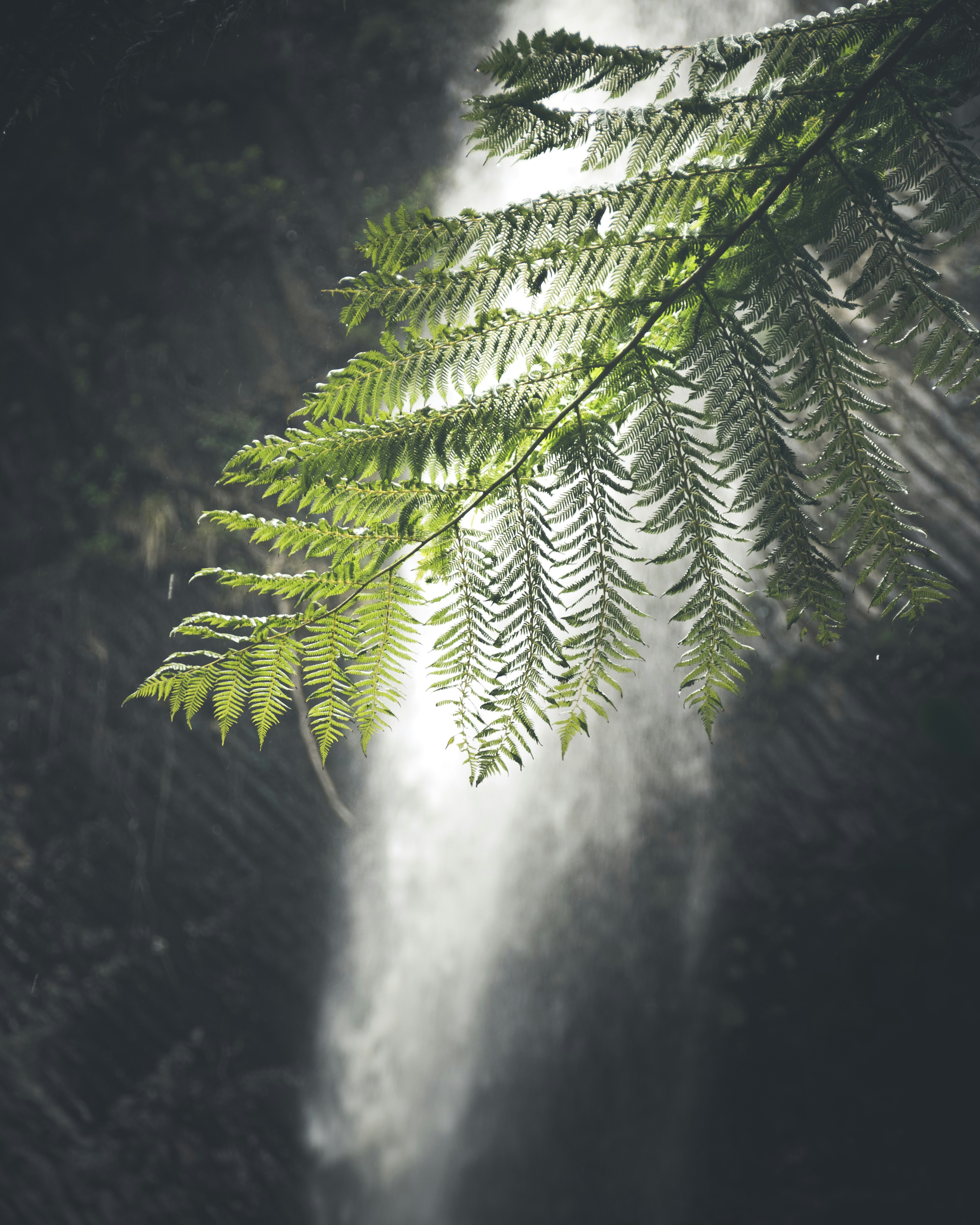 green pine tree in forest
