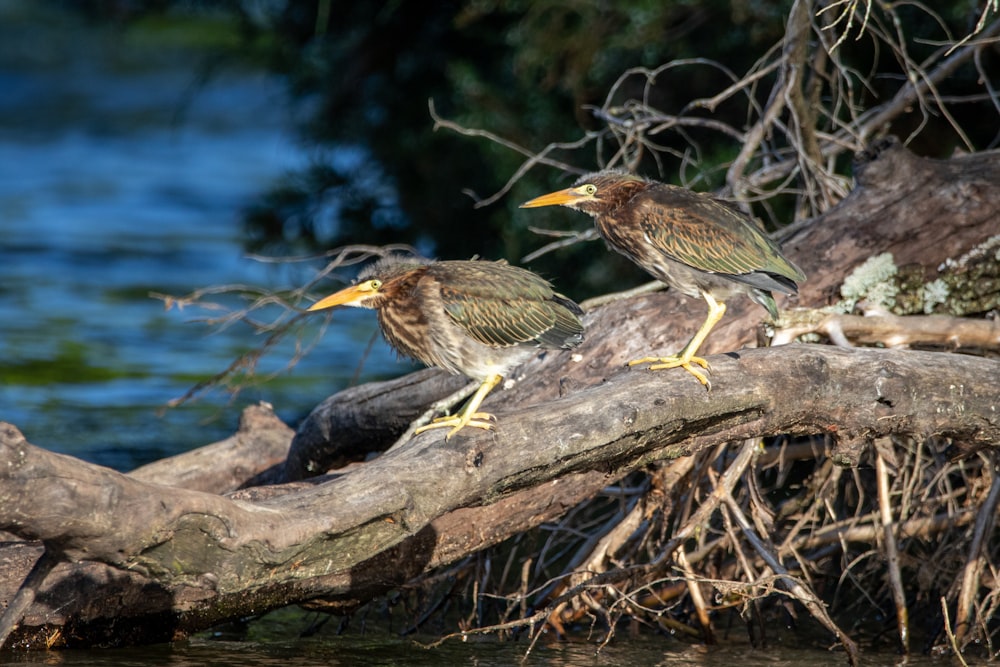 brown and black bird on brown tree branch during daytime