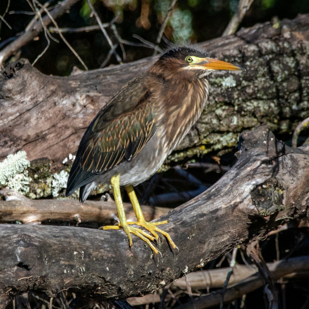 brown and black bird on brown tree branch