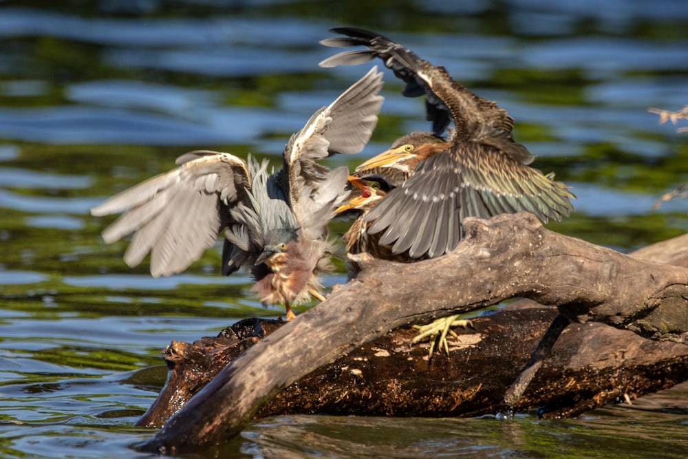 two birds flying over the water