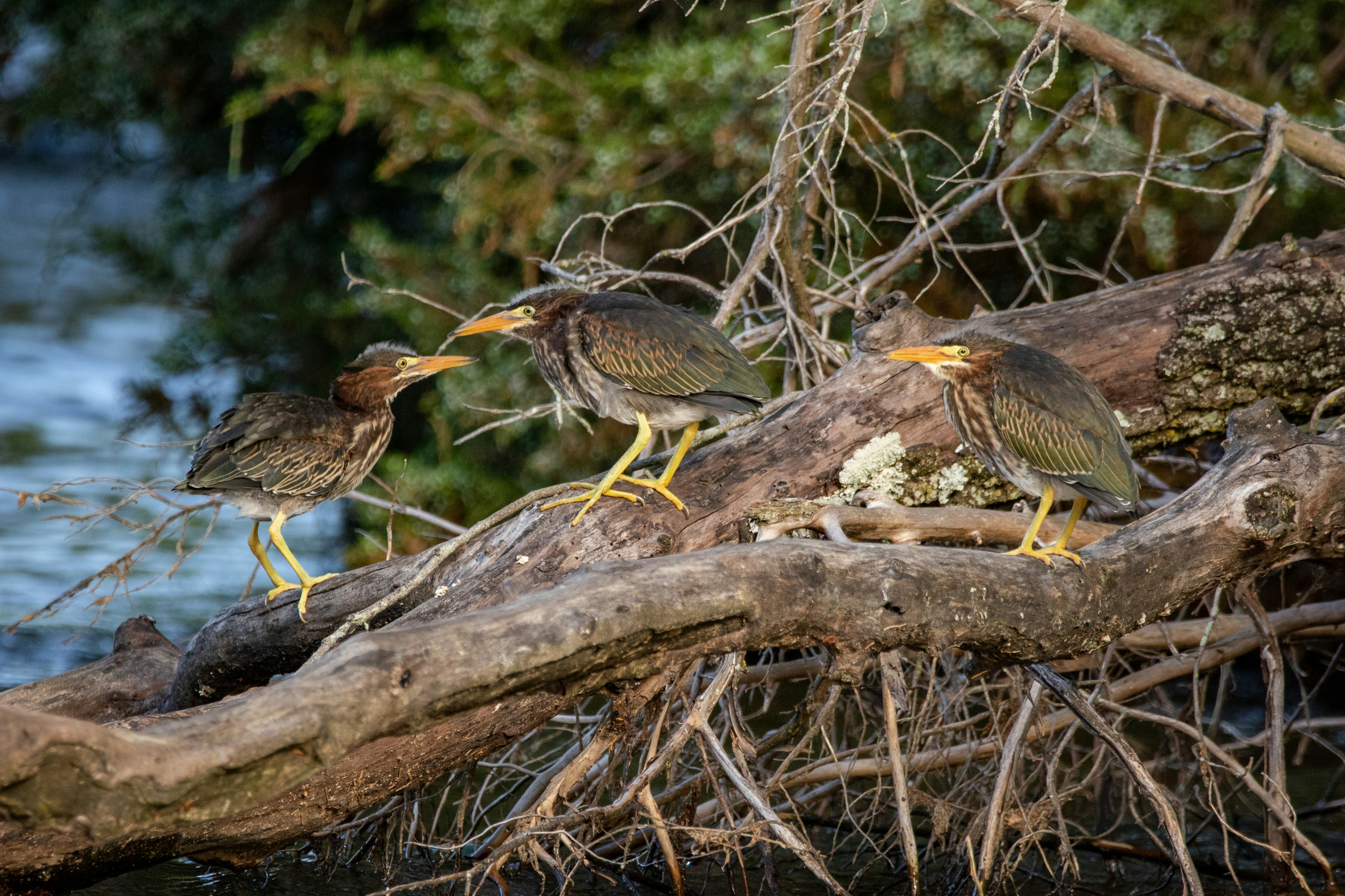 Three green heron fledglings hang out on the end of a log waiting for their mother to bring them their next meal.