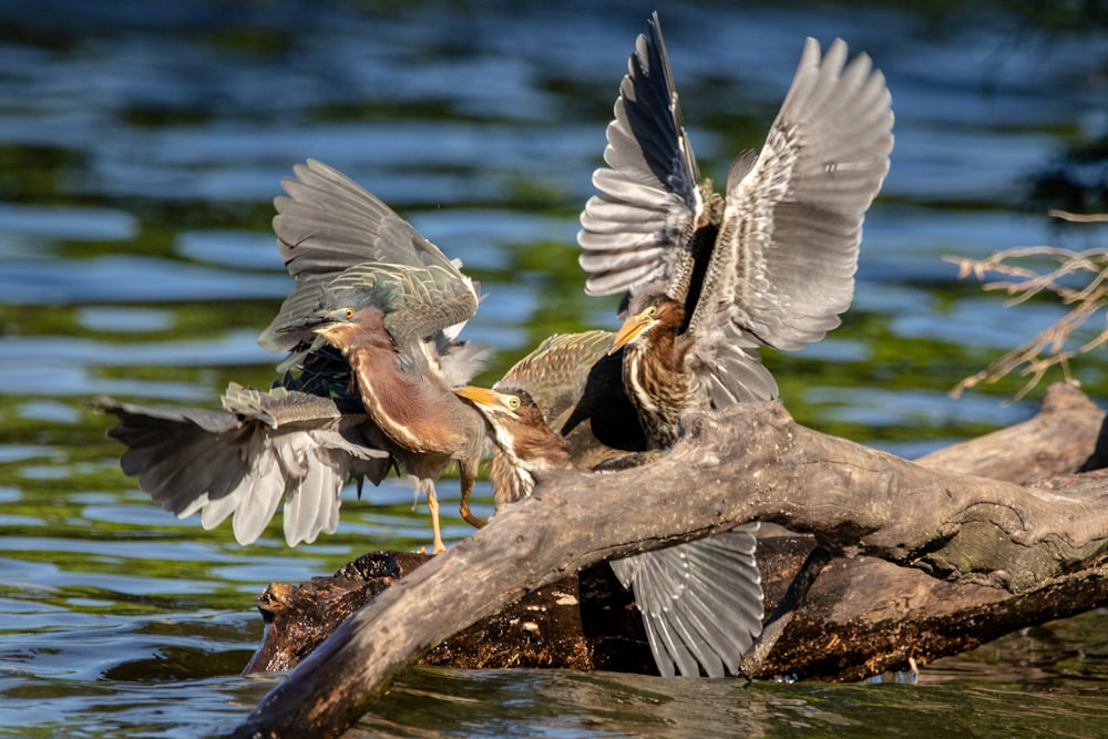 brown and gray bird flying over body of water during daytime