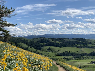 a tree with a mountain in the background