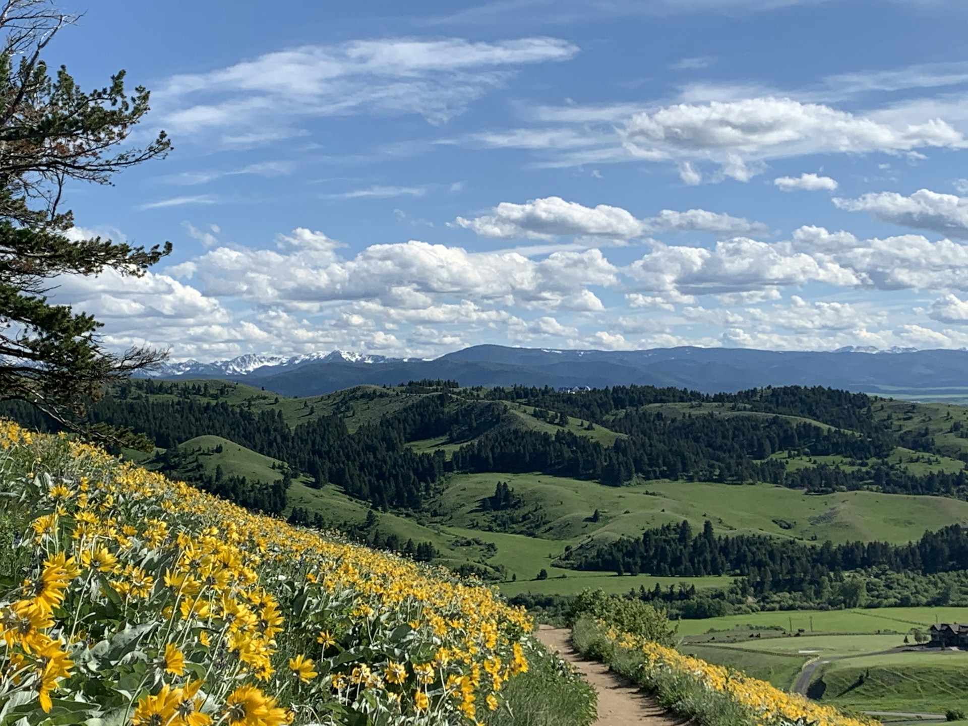 a tree with a mountain in the background