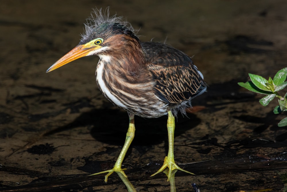 brown and black bird on green plant