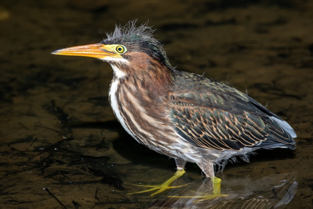 brown and white bird on water