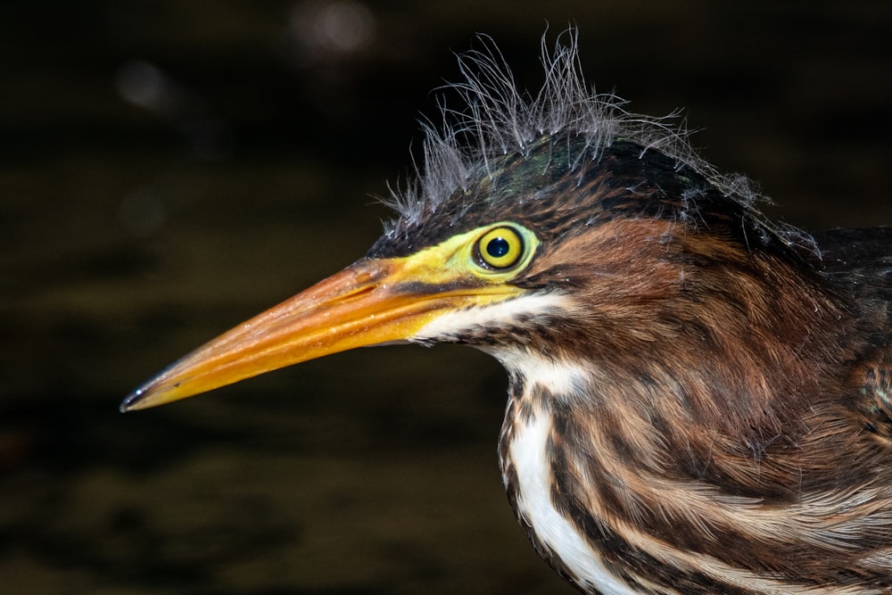 brown and black bird in close up photography