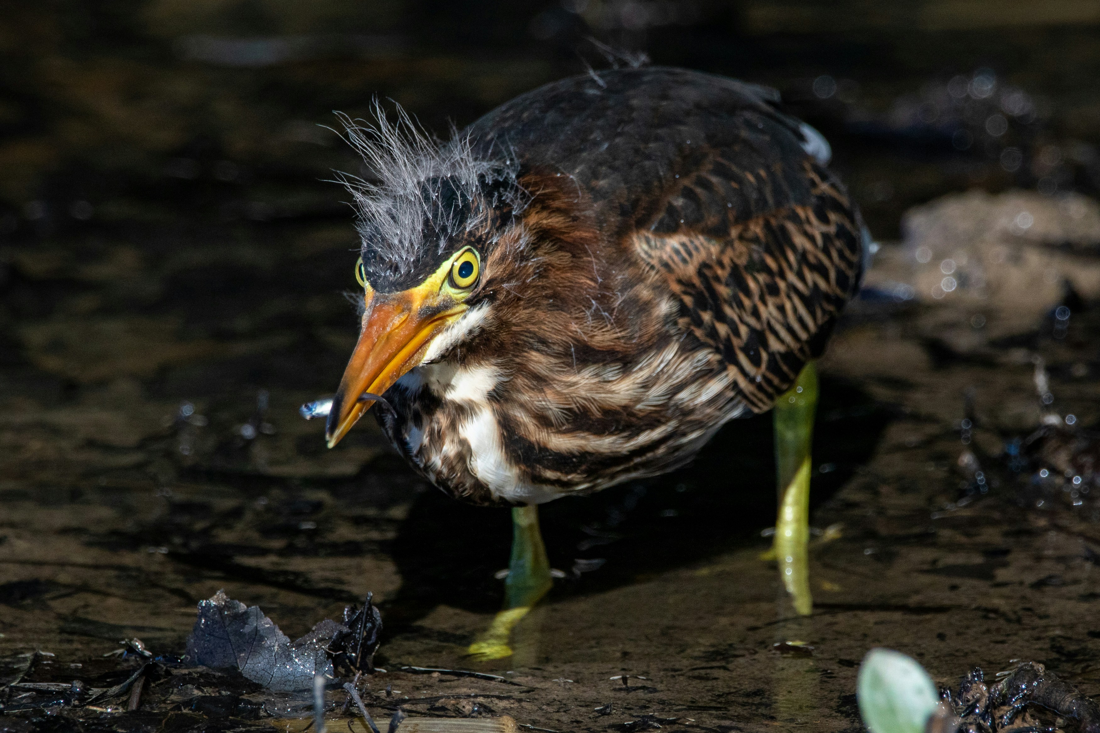 brown and black bird on water