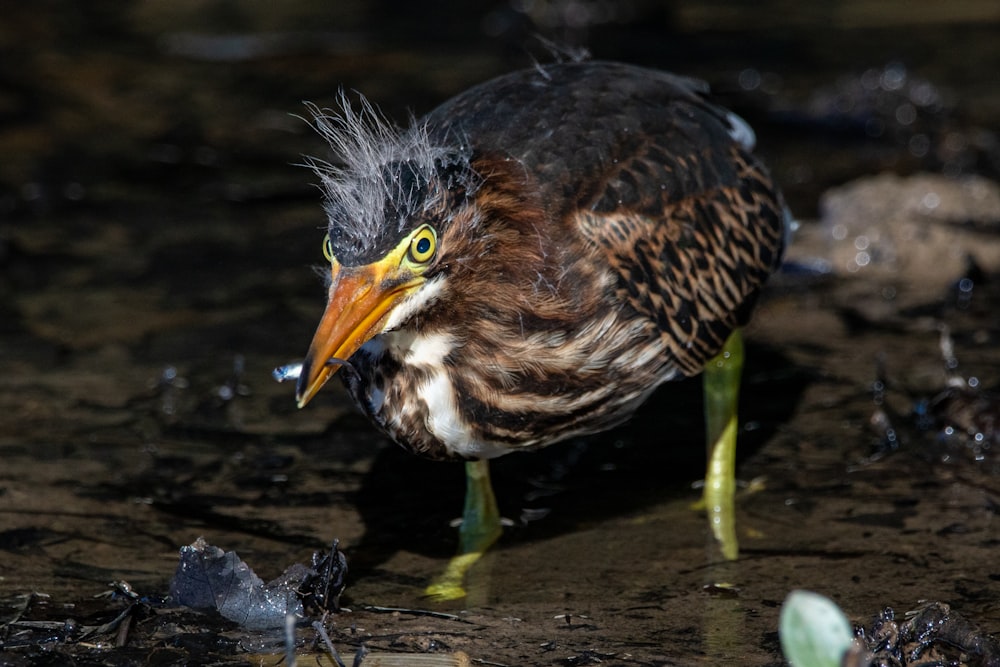 brown and black bird on water