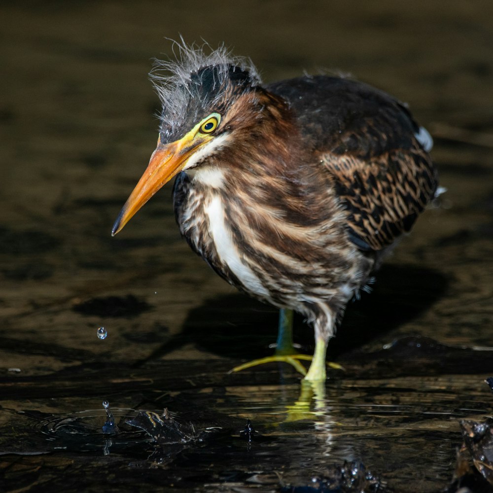 Brauner und schwarzer Vogel am Gewässer